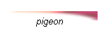 pigeon