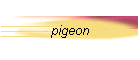 pigeon